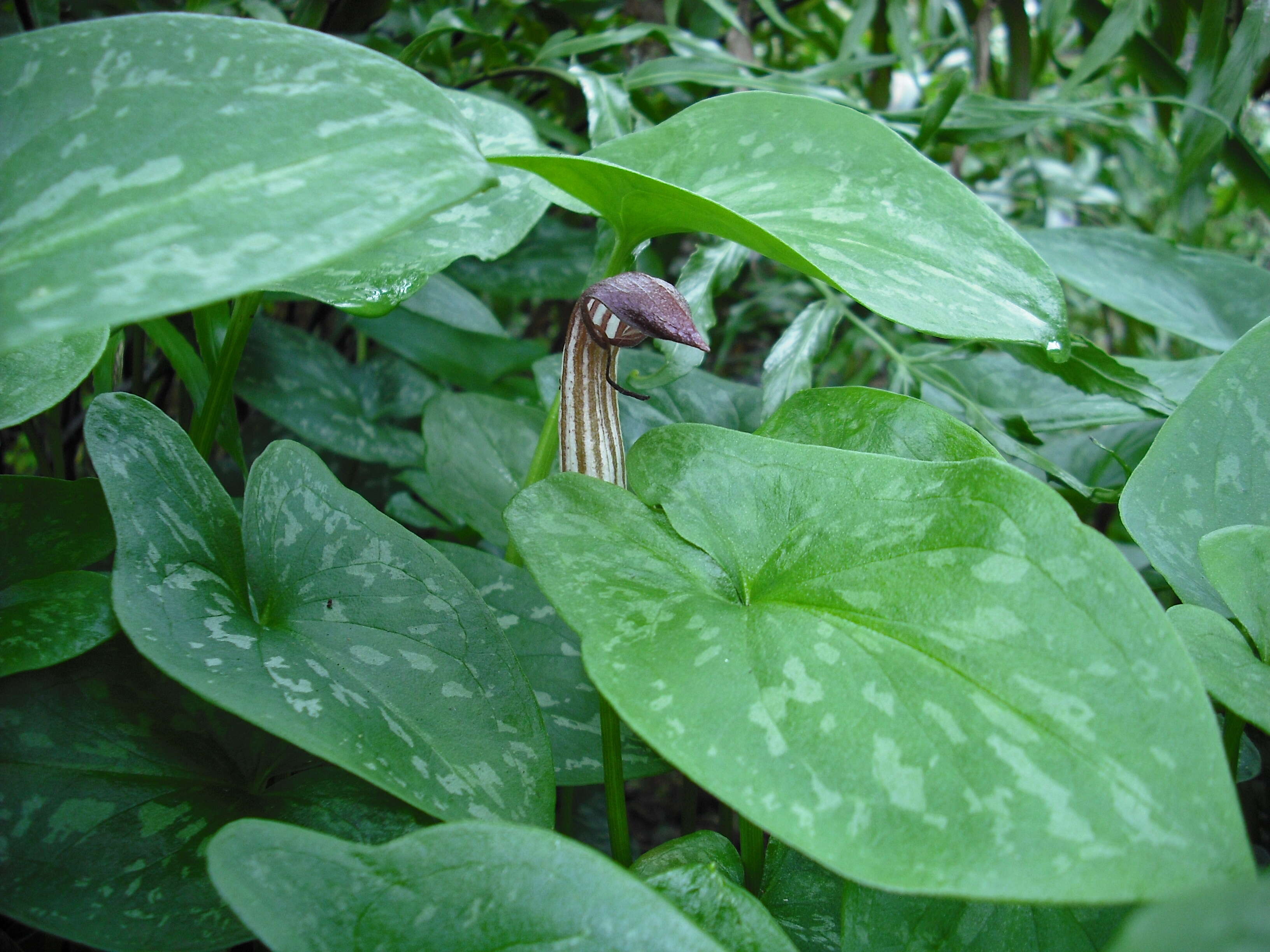 Image of Friar's cowl