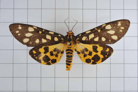 Image of Aglaomorpha histrio (Walker 1855)