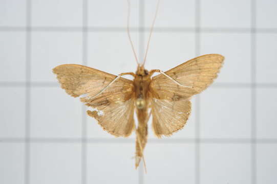 Image of Tetridia caletoralis Walker 1859