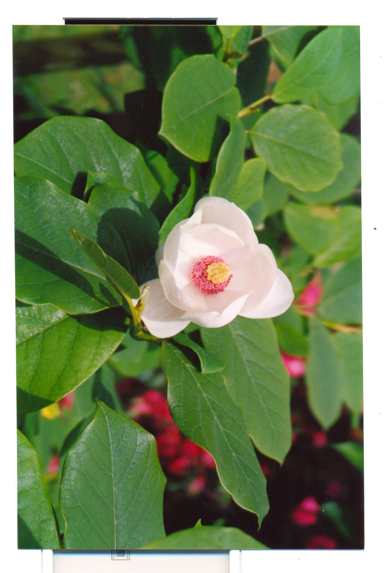 Image of Magnolia sieboldii K. Koch