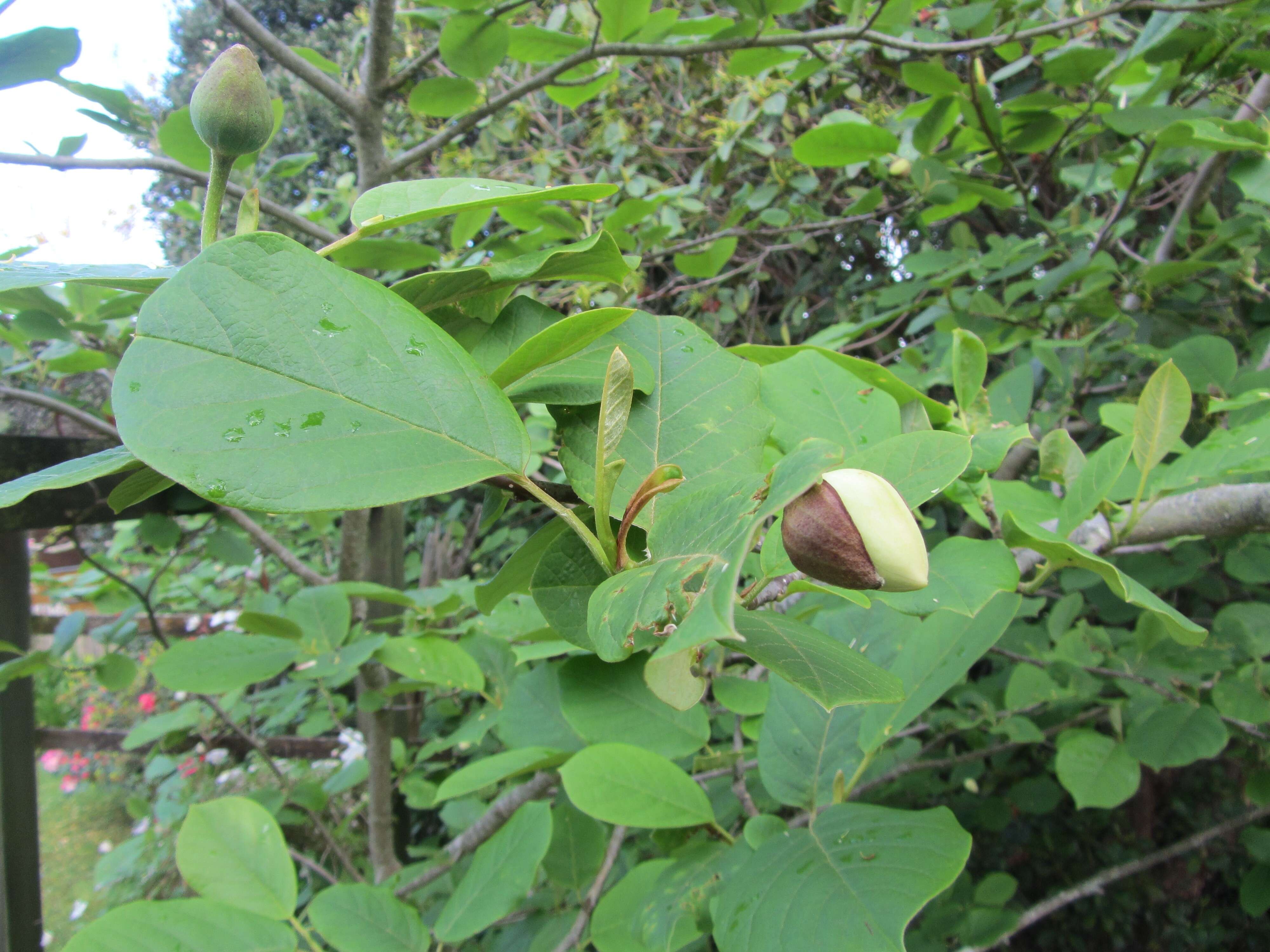 Image of Magnolia sieboldii K. Koch