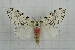 Image of Lymantria concolor Walker 1855