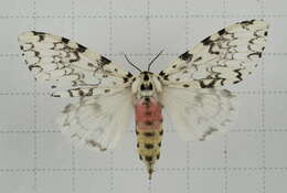 Image of Lymantria concolor Walker 1855