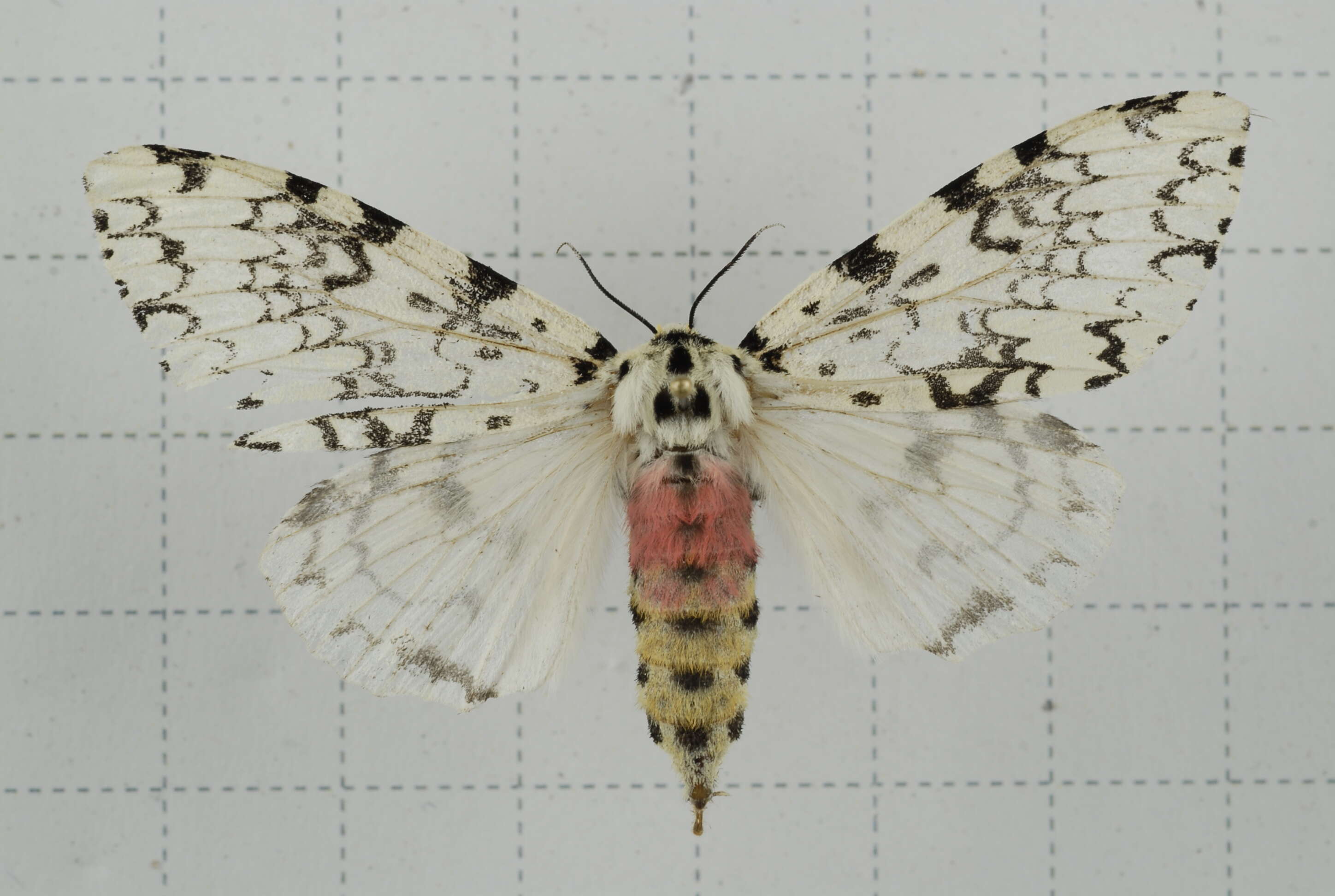 Image of Lymantria concolor Walker 1855