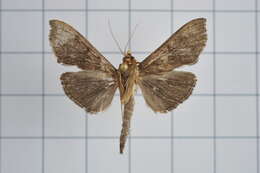 Image of Omiodes noctescens Moore 1888