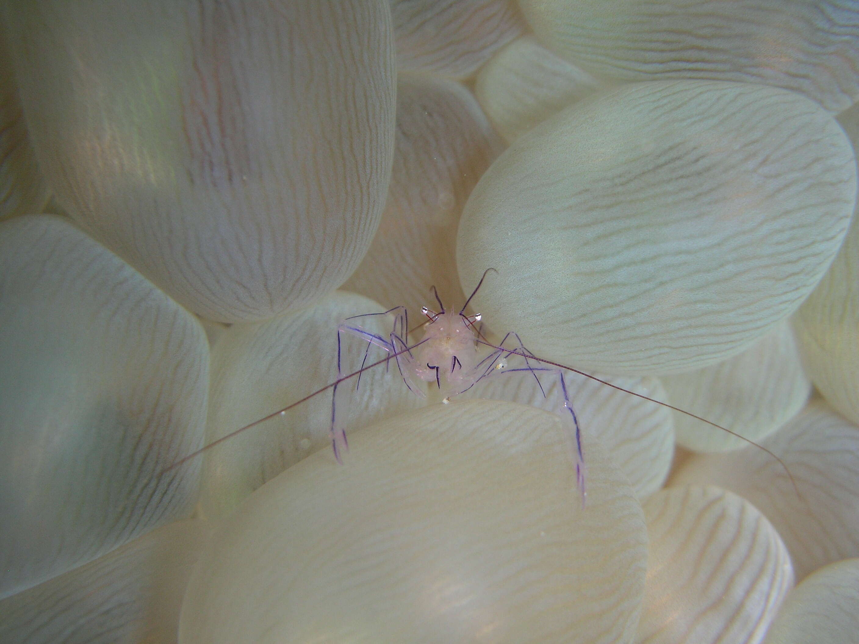 Image of Bubble coral shrimp