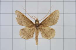 Image of Tochara creberrima (Walker 1858)