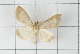 Image of Crypsiptya coclesalis Walker 1859