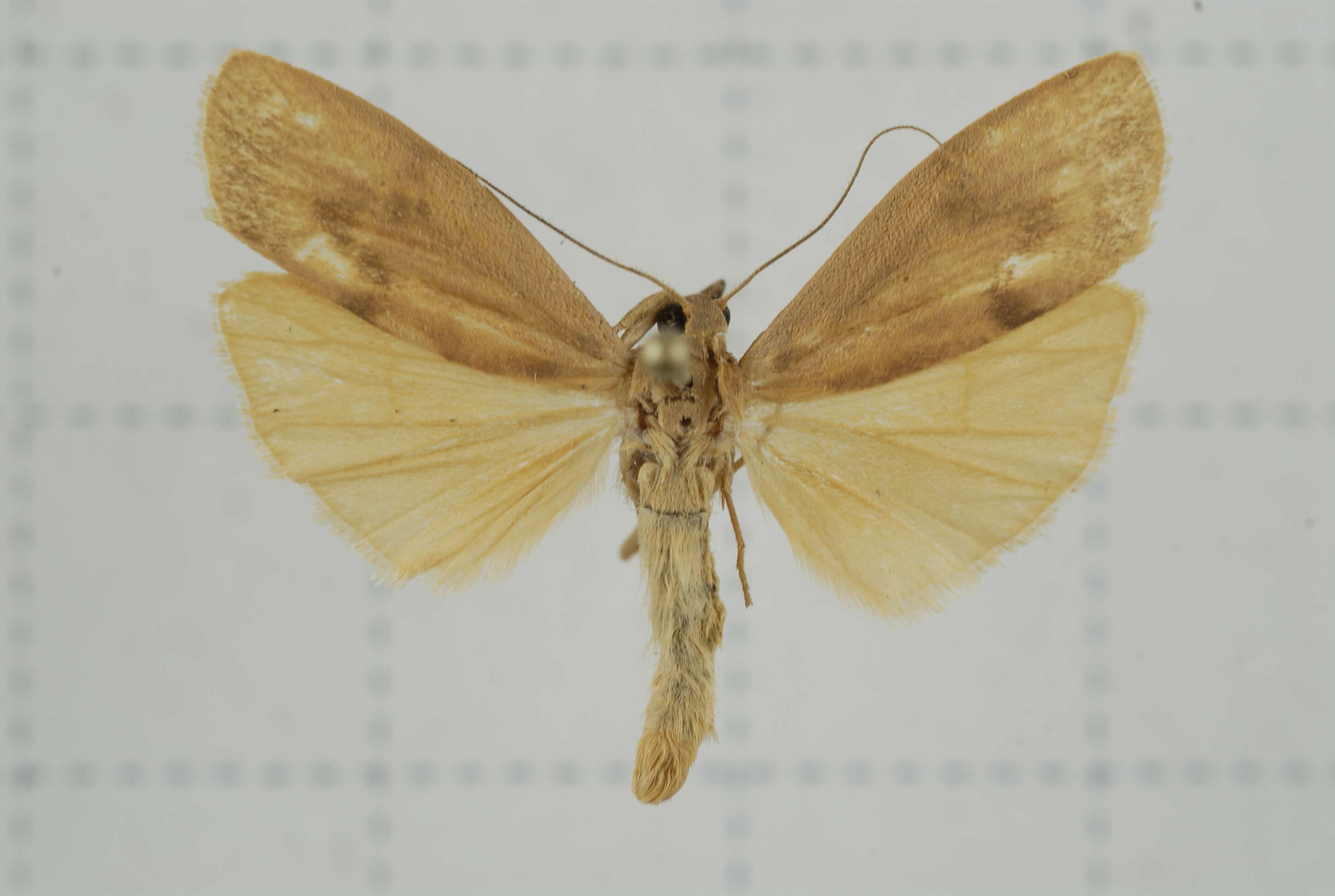 Image of Eilema ratonis Matsumura 1927