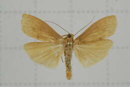 Image of Eilema ratonis Matsumura 1927