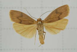 Image of Eilema ratonis Matsumura 1927