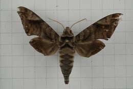 Image of Acosmeryx castanea Rothschild & Jordan 1903