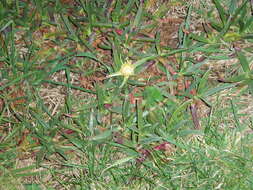 Image of hottentot fig