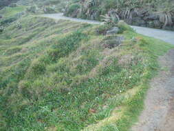 Imagem de Carpobrotus edulis (L.) N. E. Br.