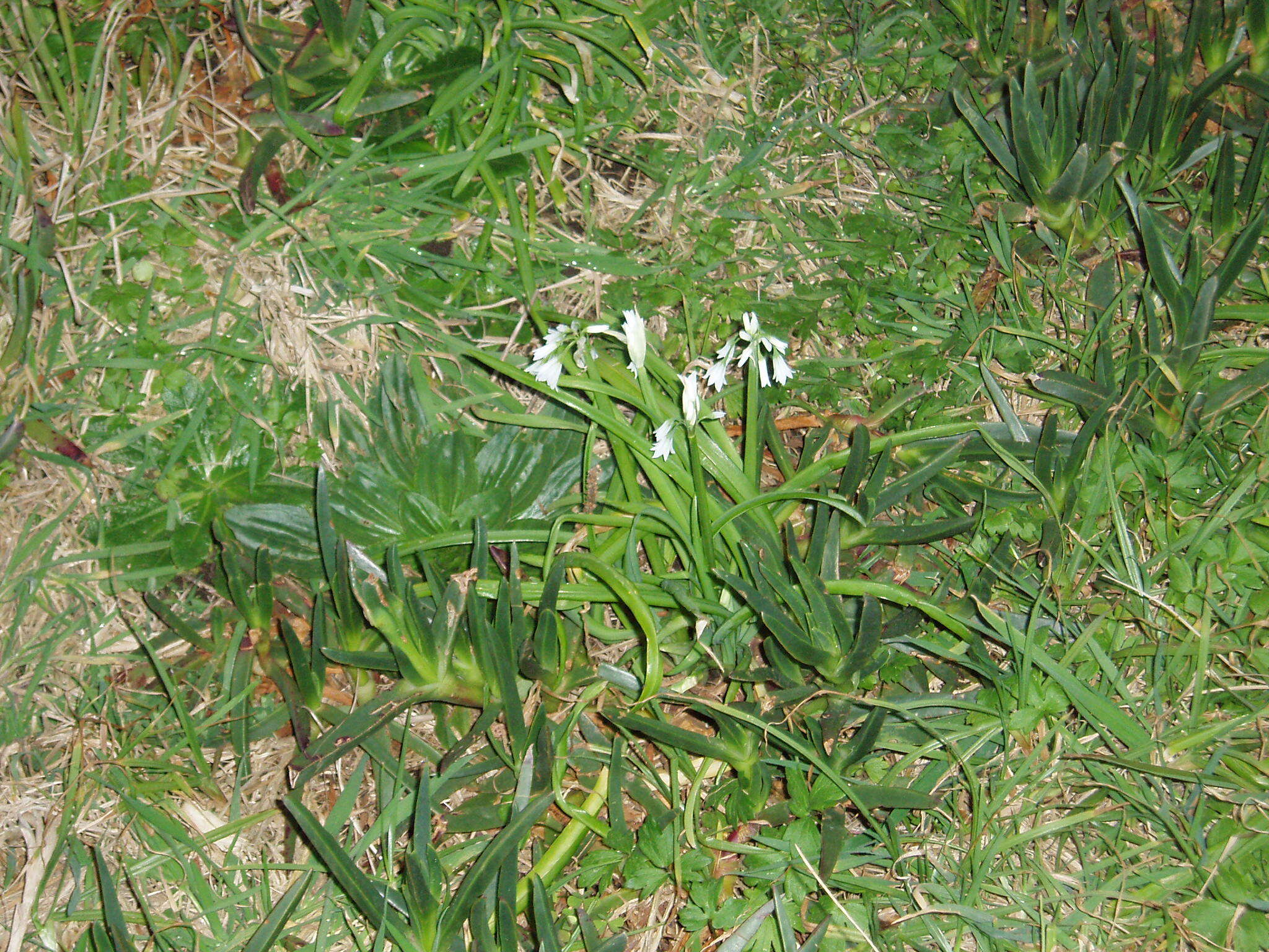 Image of Threecorner leek