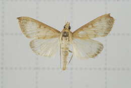 Sivun Crypsiptya coclesalis Walker 1859 kuva