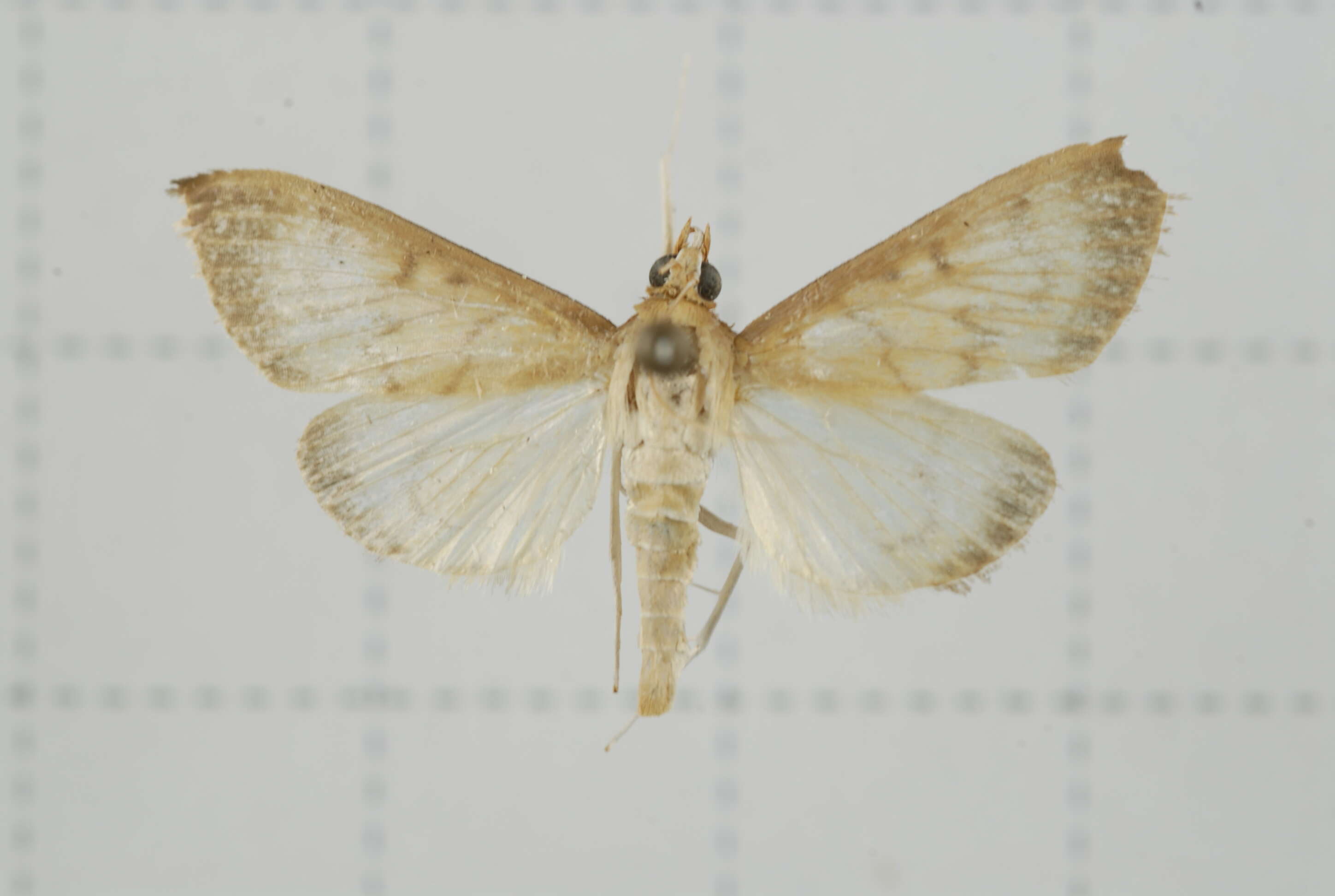 Sivun Crypsiptya coclesalis Walker 1859 kuva