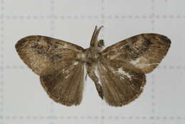 Image of Orgyia postica Walker 1855