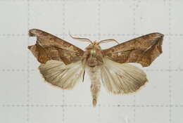 Image of Oraesia emarginata Fabricius 1794