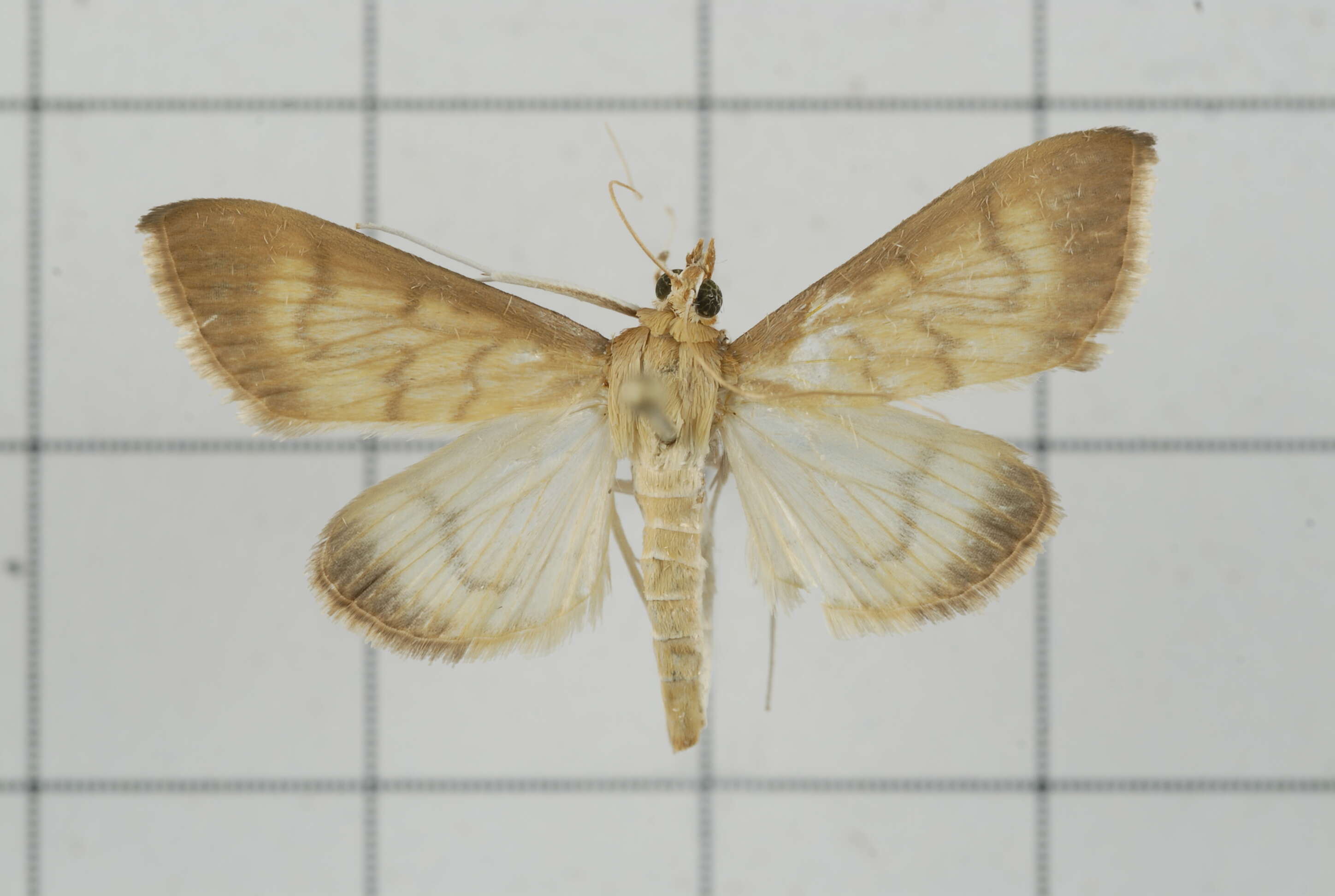 Sivun Crypsiptya coclesalis Walker 1859 kuva