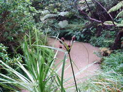 Image of Cyperus ustulatus A. Rich.