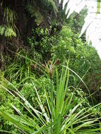 Image of Cyperus ustulatus A. Rich.