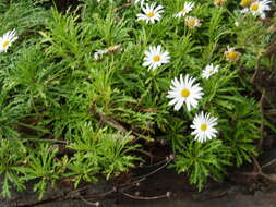 Image of marguerite