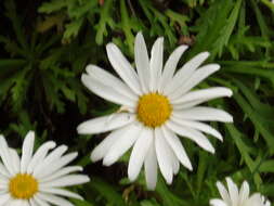 Image of marguerite