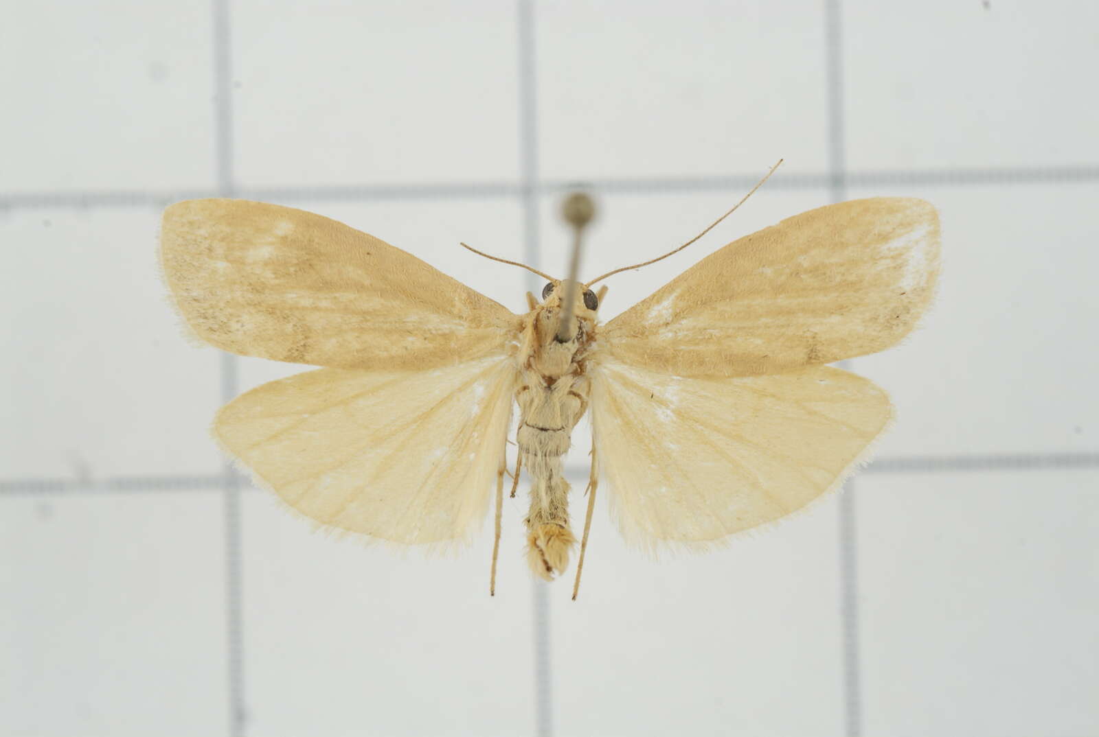 Image of Eilema ratonis Matsumura 1927