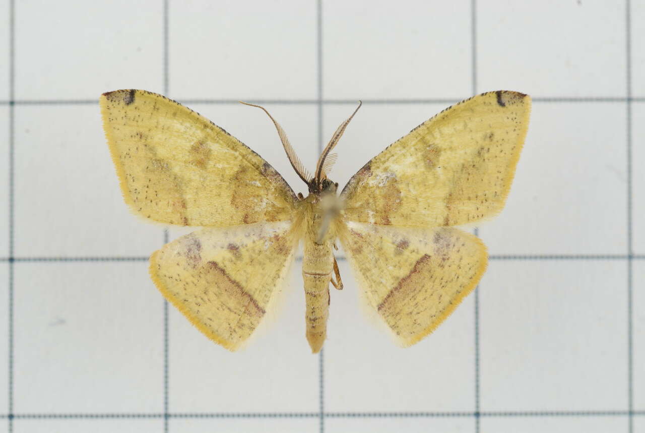 Image of Heterolocha biplagiata Bastelberger 1909