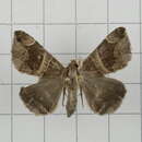 Image of Bastilla joviana
