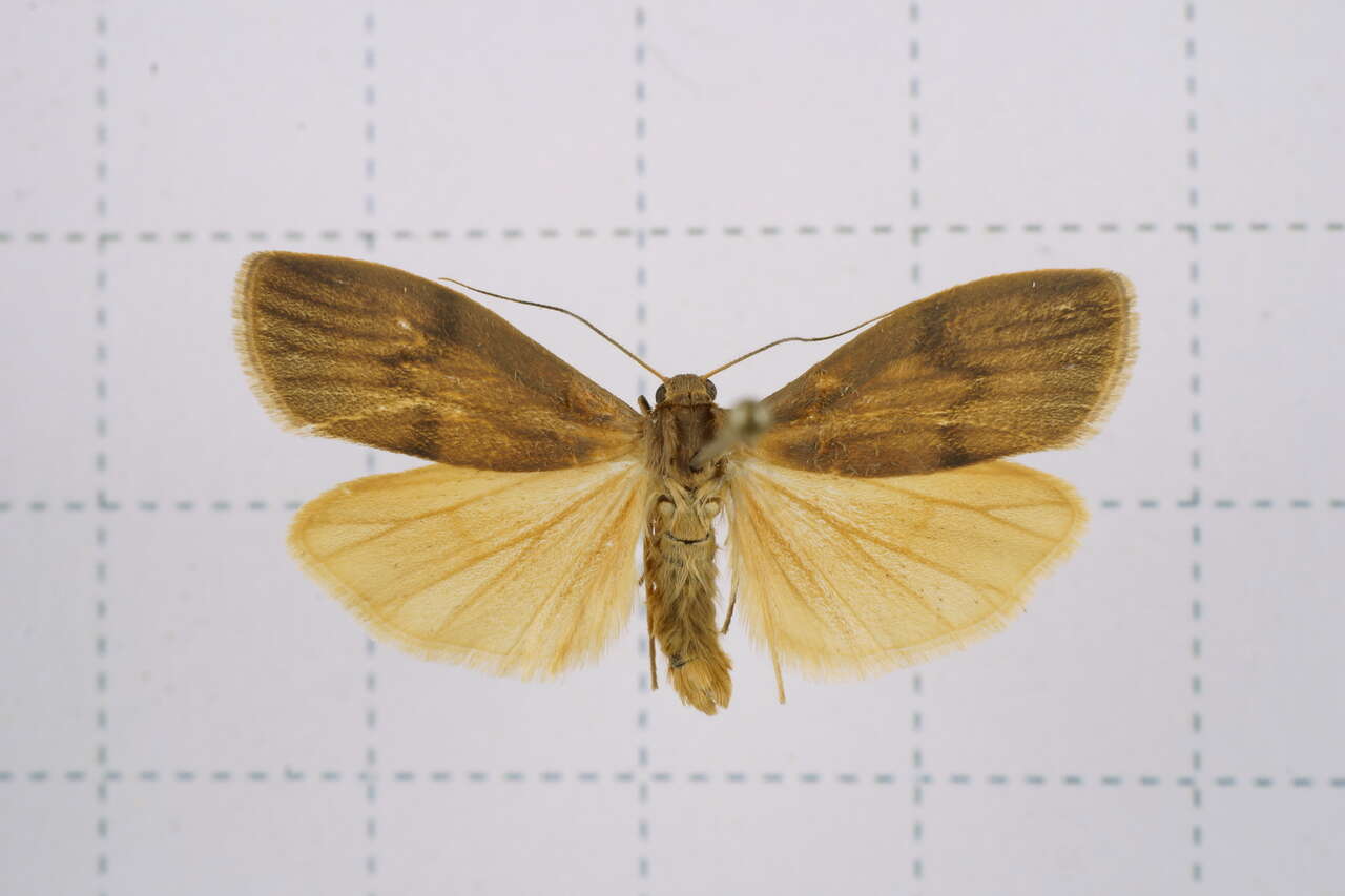 Image of Eilema ratonis Matsumura 1927