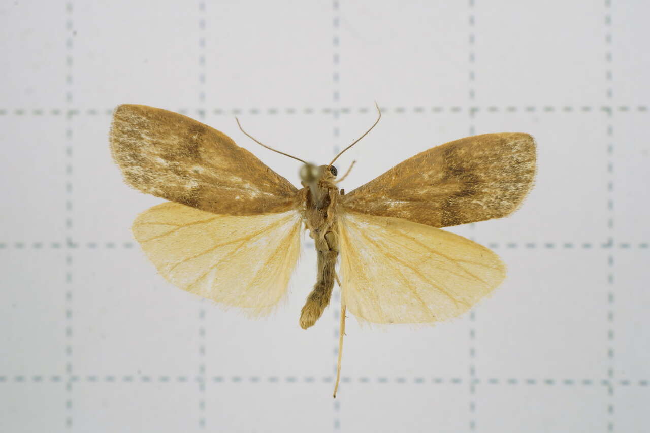 Image of Eilema ratonis Matsumura 1927