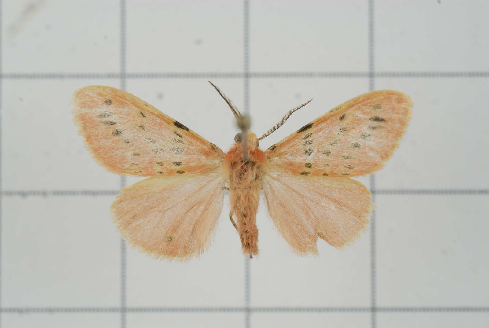 Image of Lemyra alikangensis