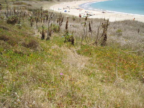 Image of ice plant