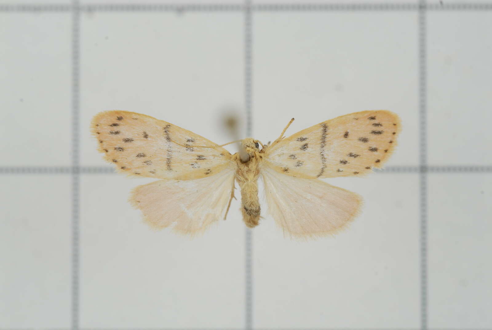 Image of Miltochrista arcuata (Moore 1882)