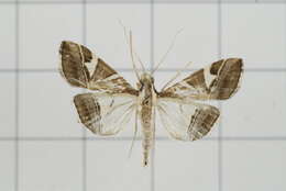 Sivun Agrioglypta itysalis Walker 1859 kuva