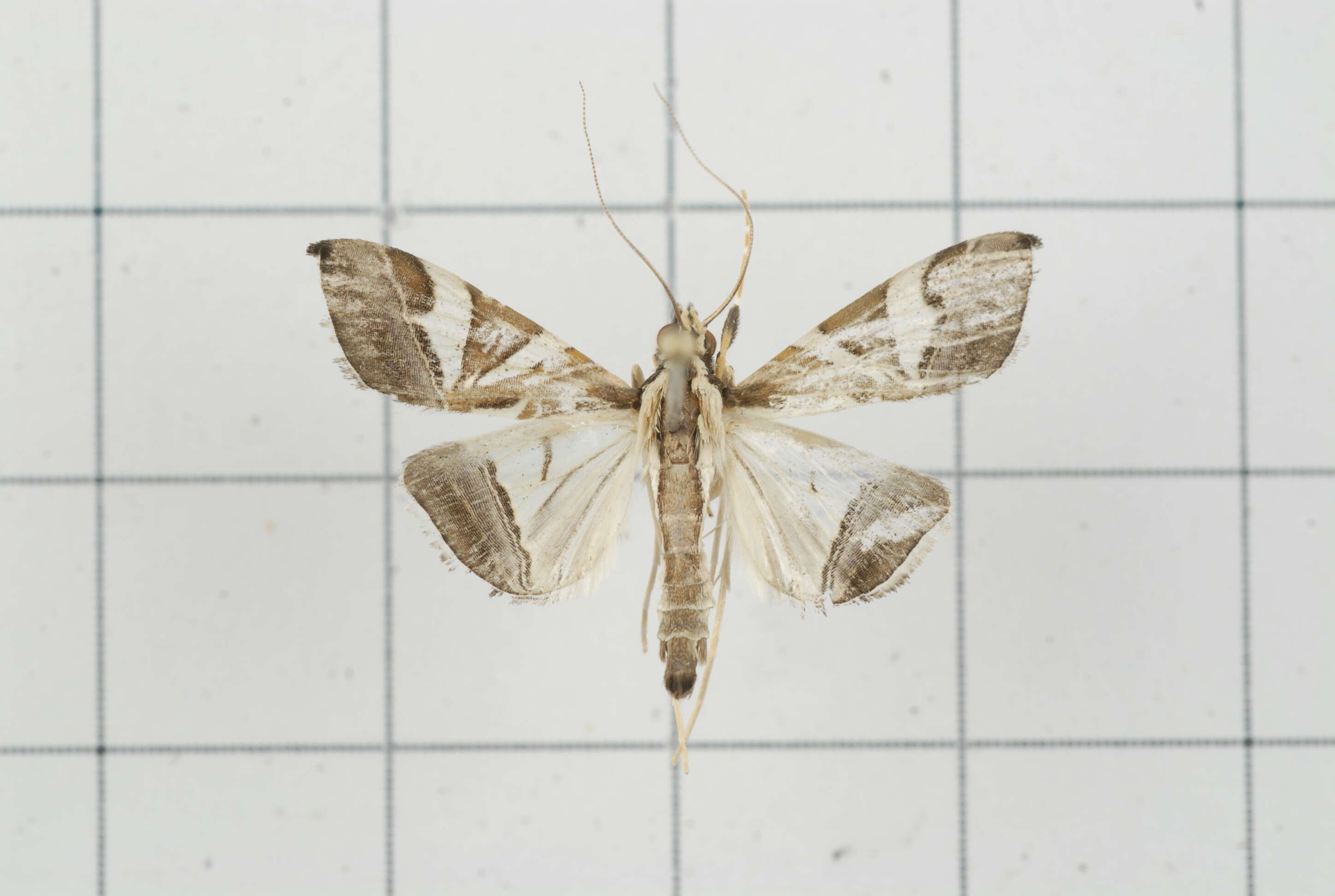 Sivun Agrioglypta itysalis Walker 1859 kuva