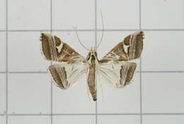 Sivun Agrioglypta itysalis Walker 1859 kuva