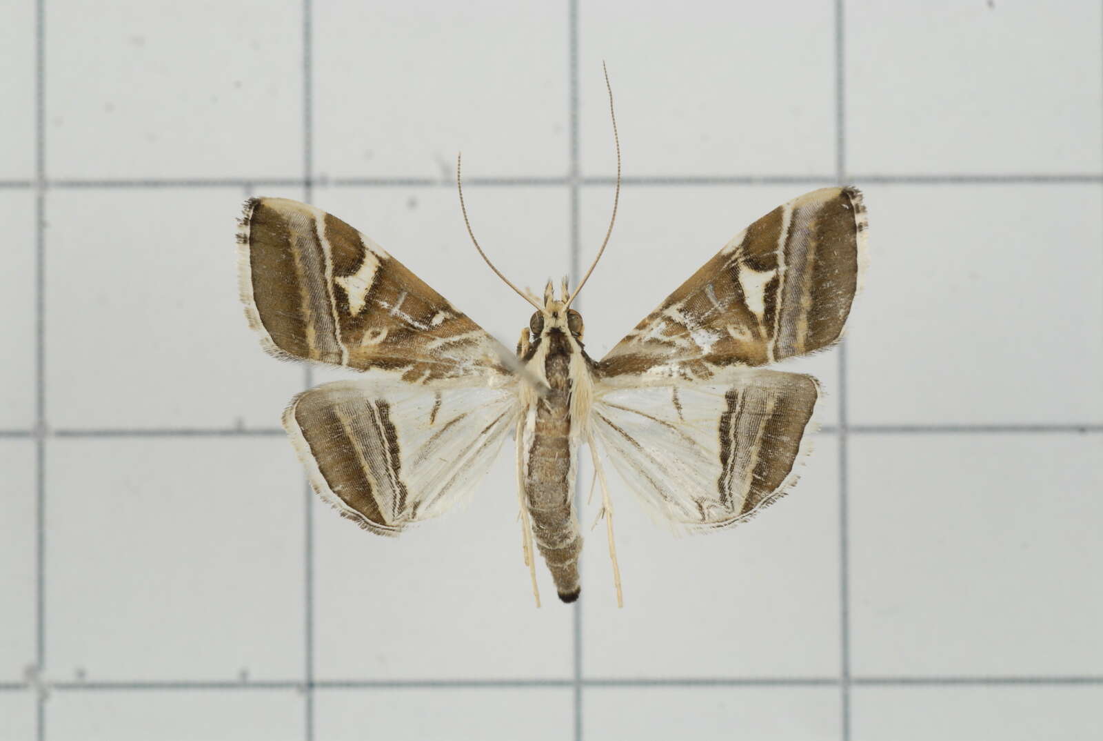 Agrioglypta itysalis Walker 1859 resmi