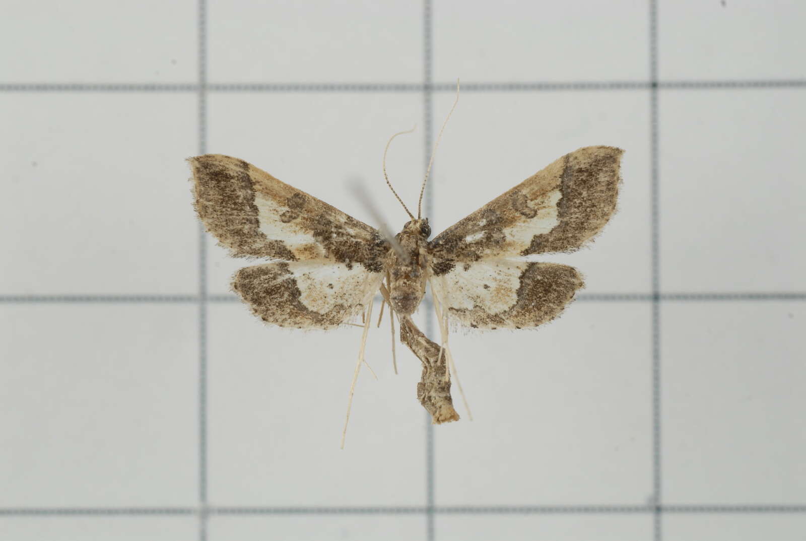 Image of Hydriris