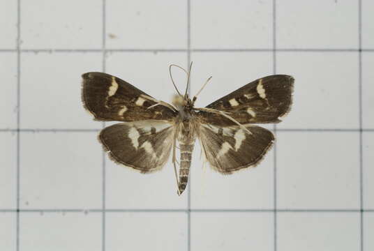 Image de Herpetogramma luctuosalis Guenée 1854