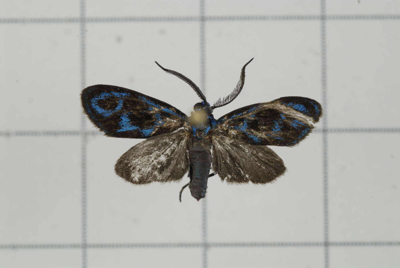 Image of Clelea formosana