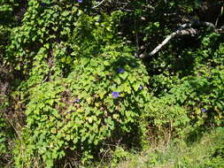 Sivun Ipomoea indica (J. Burman) Merr. kuva