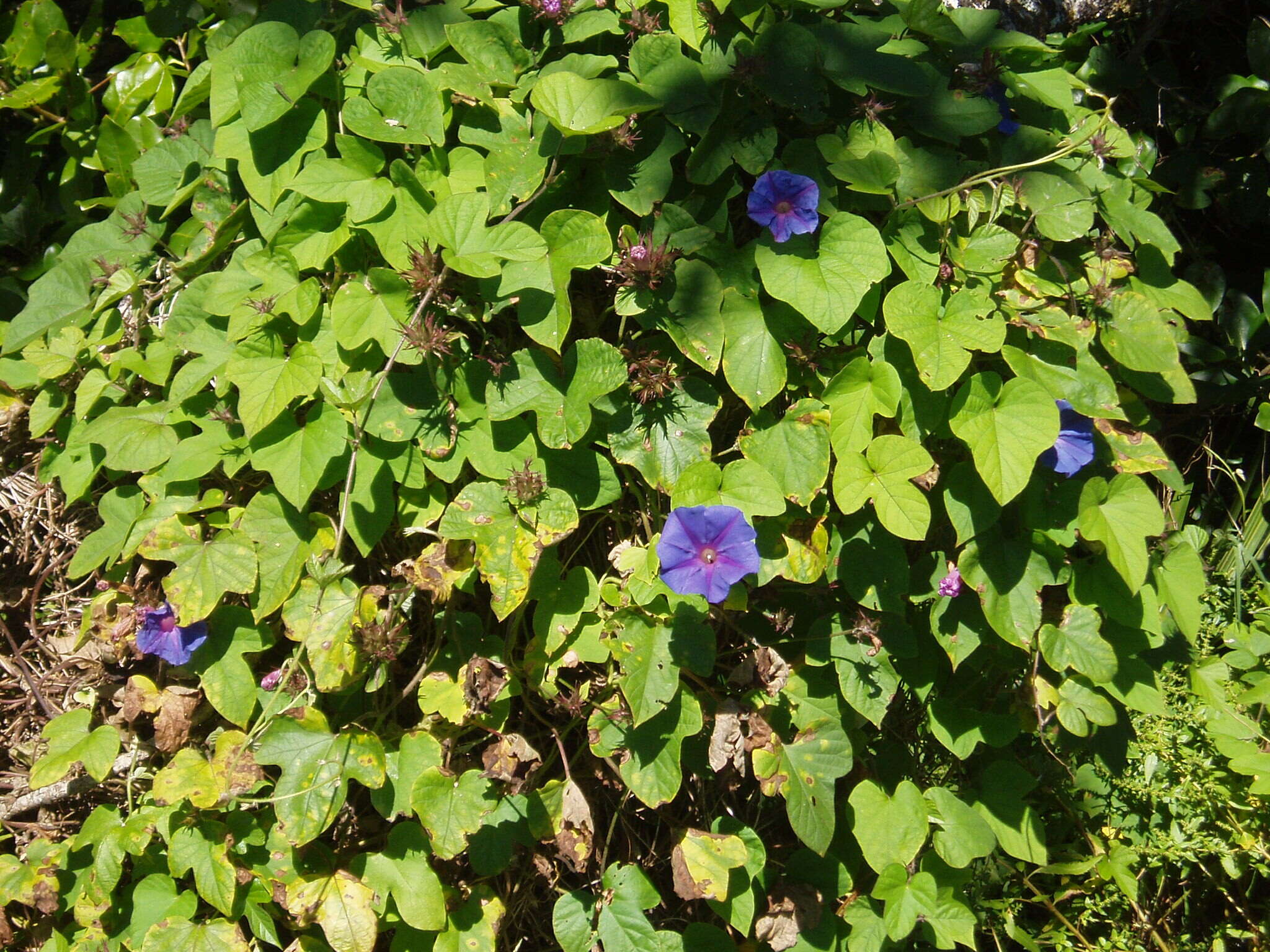 Image of Blue morning glory