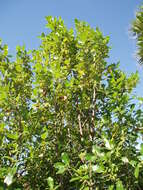 Image of Coprosma macrocarpa Cheeseman