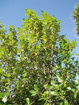 Image of Coprosma macrocarpa Cheeseman