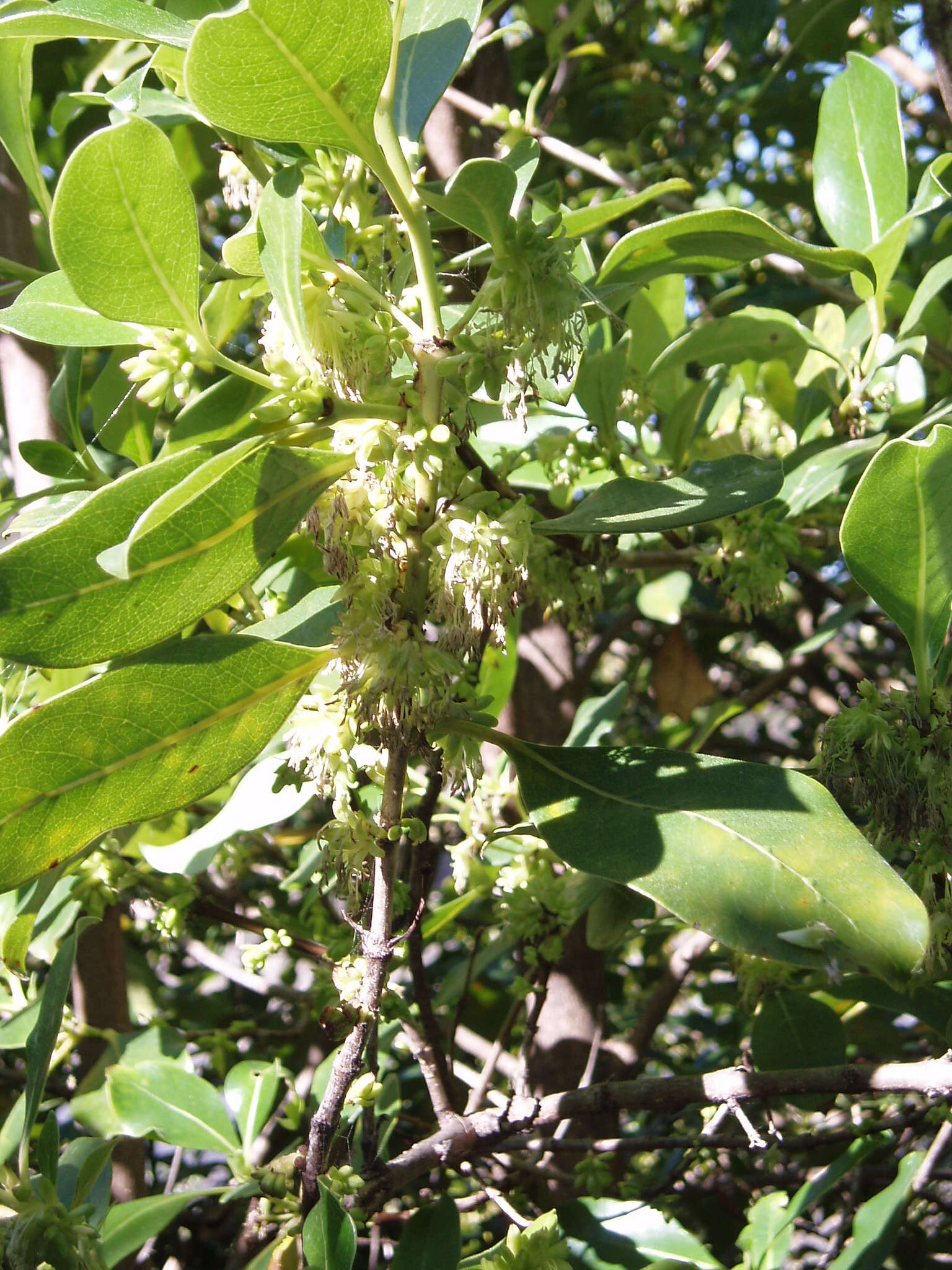 Image of Coprosma macrocarpa Cheeseman