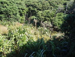 Image of purple pampas grass