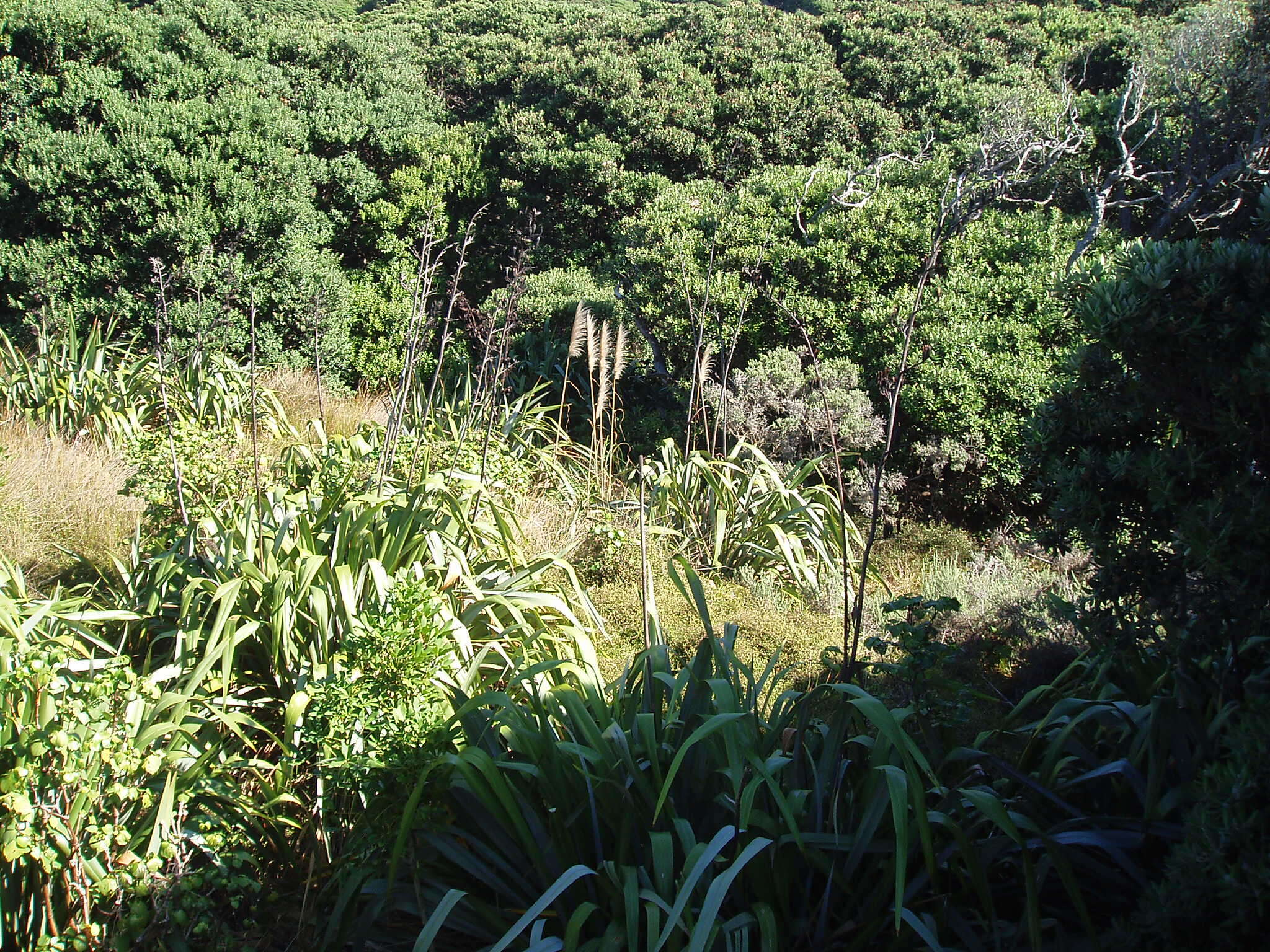 Image of purple pampas grass